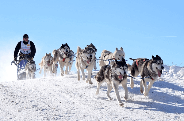 dog sleddding