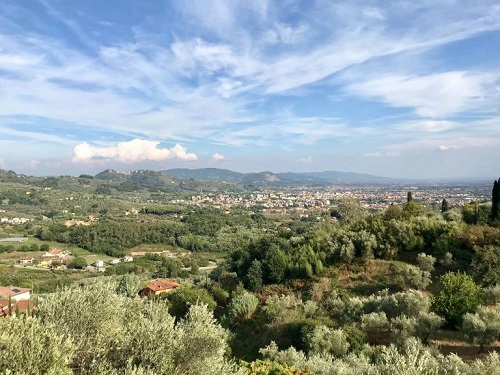 forest overlooking a town